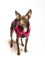 Picture of a funny curious toy terrier dog in dog clothes