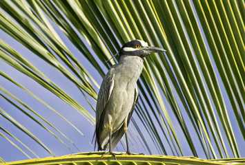 Heron perched on a palm leaf