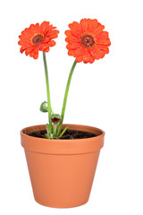 gerbera flower on white