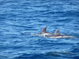 Fototapeta premium Dolphins