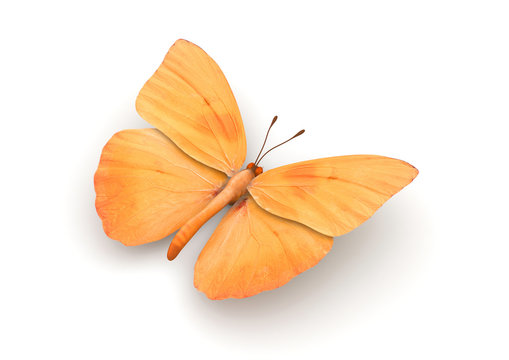 Orange Butterfly Isolated