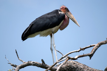 Marabou stork, Selous National Park, Tanzania