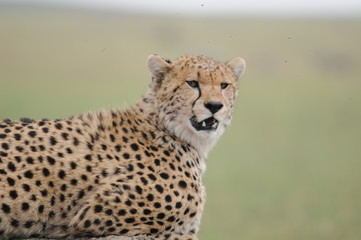 Gepard