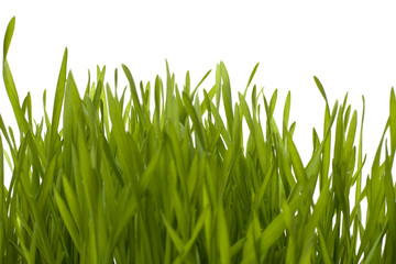 grass