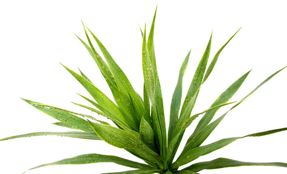 dracaena, plante d&eacute;polluante appartement, fond blanc