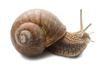 Snail