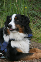 Berner Sennenhund