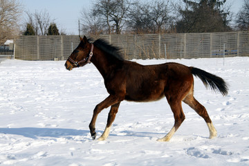 Obraz premium Fohlen