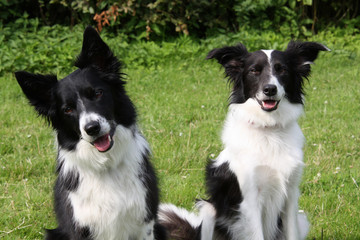 Border Collies