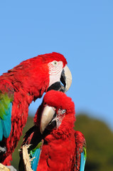 アカコンゴウインコ