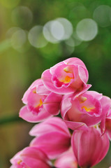 Fototapeta premium 蘭の花