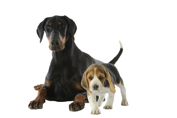 chiot beagle sous la protection d'un dobermann