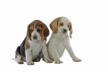 deux chiots beagle assis ensemble à l'air triste