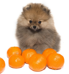 Pomeranian Puppy and Clementine on white