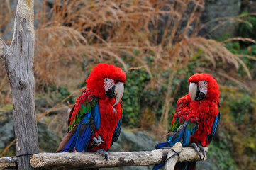 アカコンゴウインコ