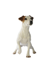 surprise du jack russell terrier de face en studio
