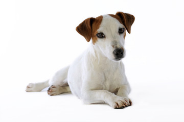 beaut&eacute;  du regard d'un jack russell terrier tr&egrave;s digne