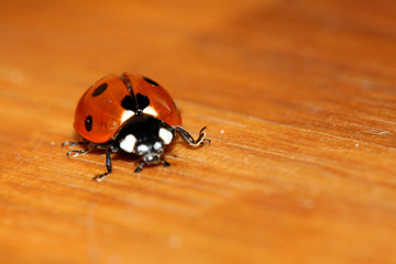 coccinelle 2