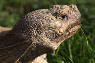 Spornschildkröte