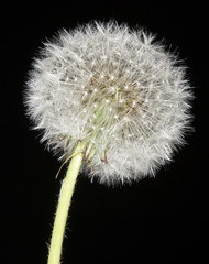 Dandelion on a black background macro seed
