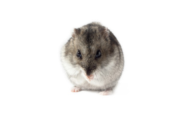 Praying Hamster, Isolated on White