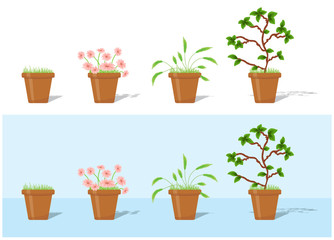 Plants in flower pots