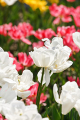 tulip field in spring.