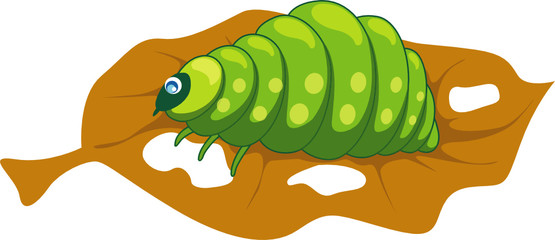 worm