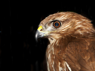 hawk