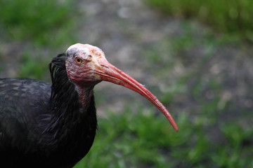 Waldrapp