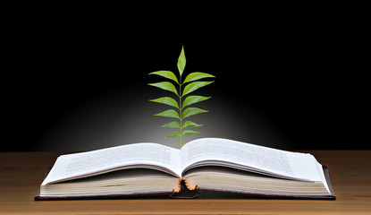 Tree growing from open book