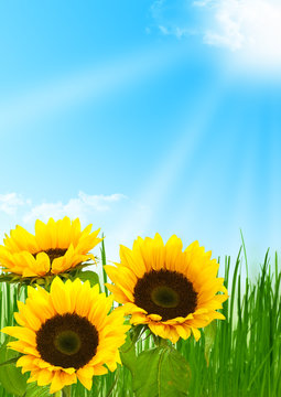énergie solaire, fleurs de tournesol fond de ciel bleu et soleil