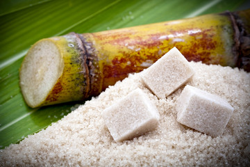Canne à sucre