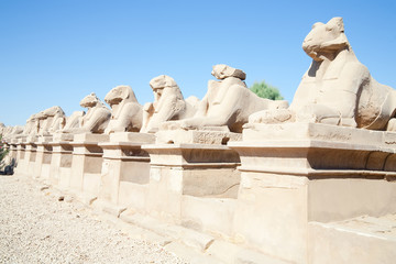 ram-headed sphinges in front of Karnak Temple at Luxor