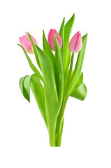 tulip