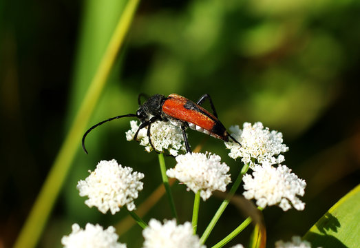 lepture rouge sur une fleur