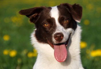 Australien Shepherd Mix