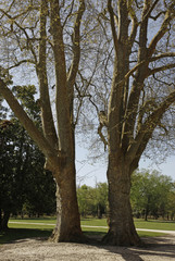 zwei bäume im park