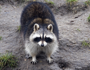 raccoon © Chris Willemsen
