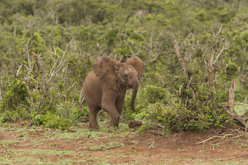 Fototapeta na wymiar Młody słoń uruchomiony przez Busha