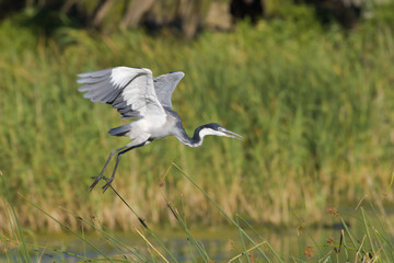 Blackheaded heron taking off  in search of food