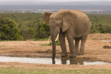 Large male African elephant ata water hole