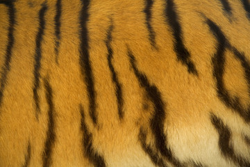 tiger fur texture
