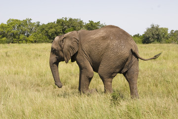 African elephant with a backdrop of grassland and bushes