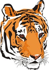 tiger