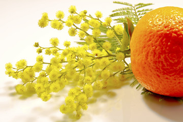 mimosa