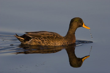 Yellow-billed duck on still water with reflection