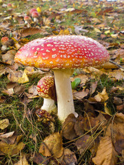 Amanite tue mouche