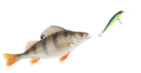 Perch chasing minnow hardbait isolated on white