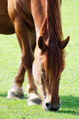 Horse Feeding Closeup